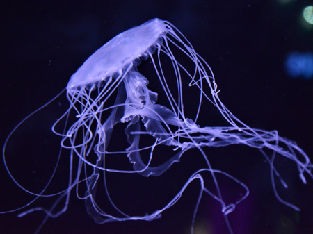 photo d'une méduse