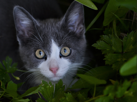 photo d'un chaton caché dans les plantes