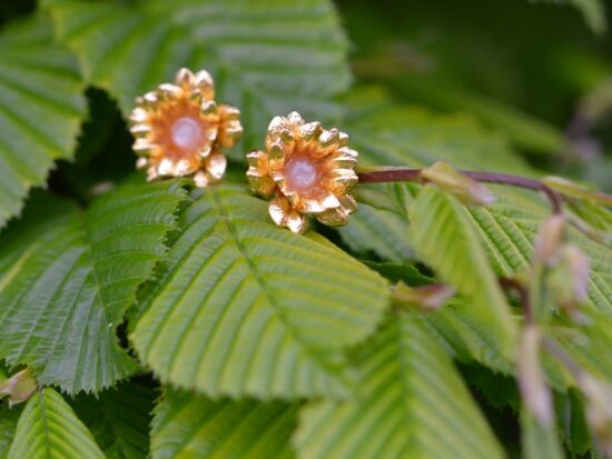Boucles d'oreilles dorées à l'or fin et colorées en forme de fleur avec deux pierres de lune feldspath