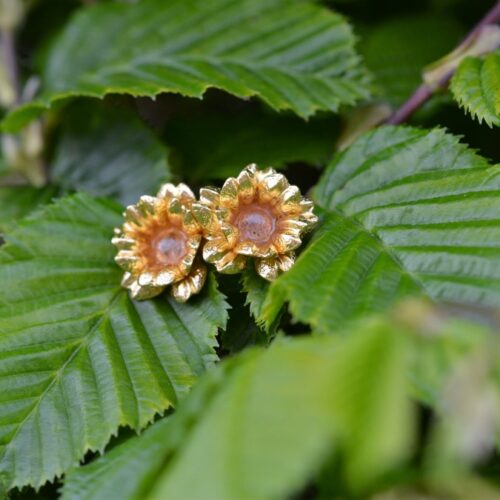 Boucles d'oreilles dorées à l'or fin et colorées en forme de fleur avec deux quartz fraise