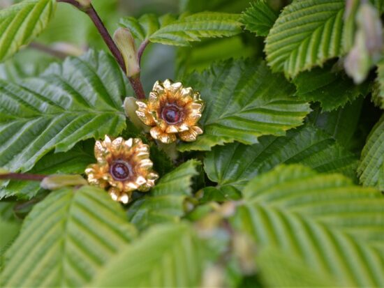 Boucles d'oreilles dorées à l'or fin et colorées en forme de fleur avec deux grenat