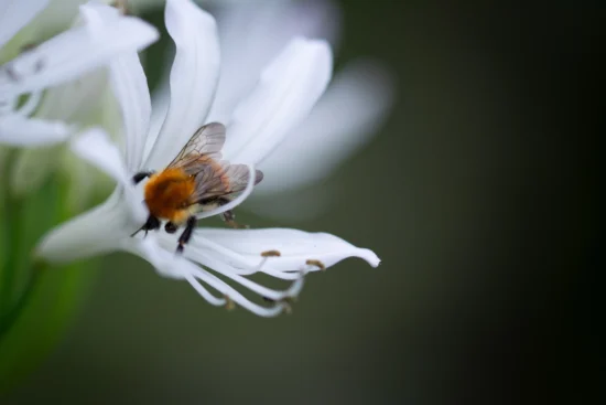 bourdon butinant une fleur