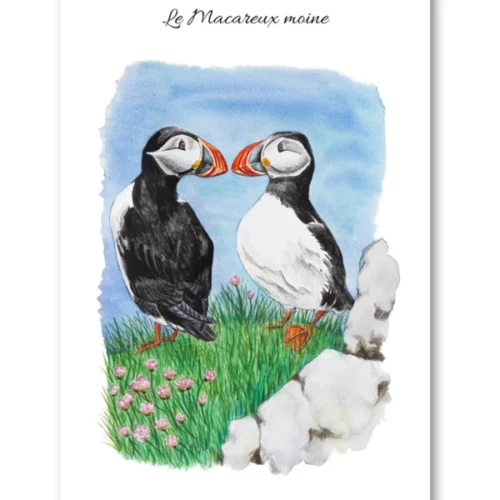 dessin Le Macareux Moine en aquarelle