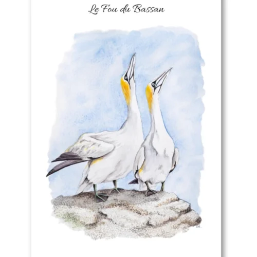 dessin Le Fou du Bassan en aquarelle