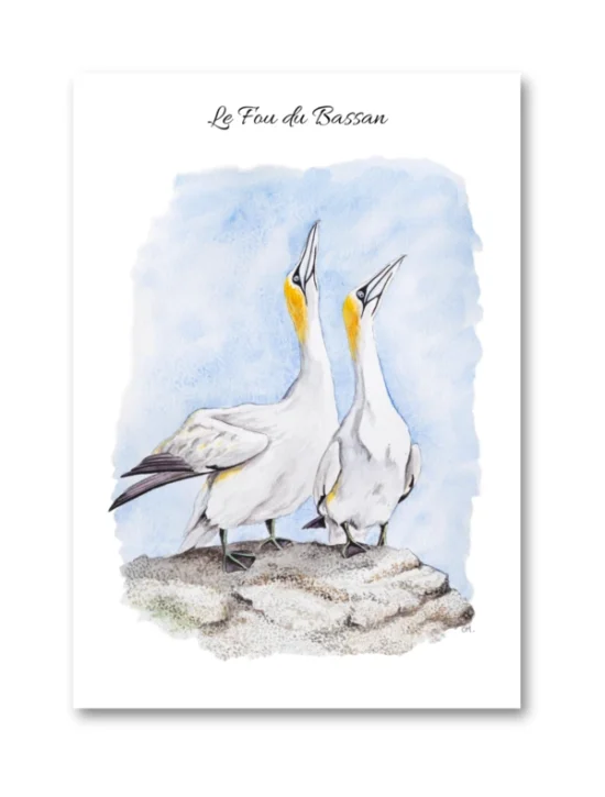 dessin Le Fou du Bassan en aquarelle