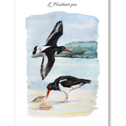 dessin L'Huîtrier pie en aquarelle