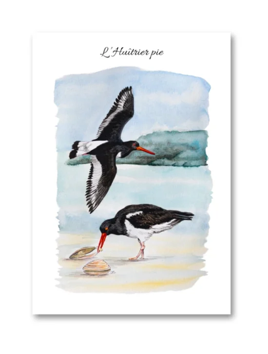 dessin L'Huîtrier pie en aquarelle