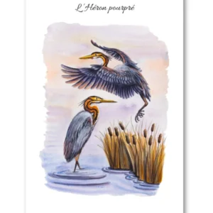 dessin L'Héron pourpré en aquarelle