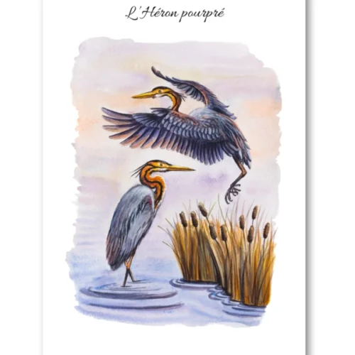 dessin L'Héron pourpré en aquarelle