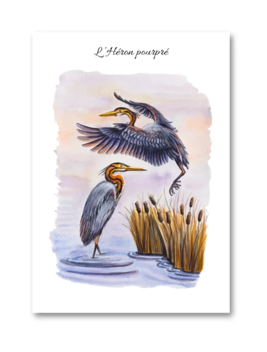 dessin L'Héron pourpré en aquarelle