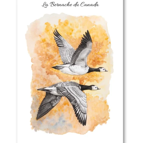 dessin La Bernache du Canada en aquarelle