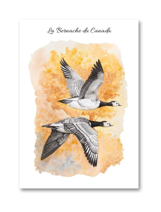 dessin La Bernache du Canada en aquarelle