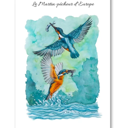 dessin Le Martin-pêcheur d'Europe en aquarelle