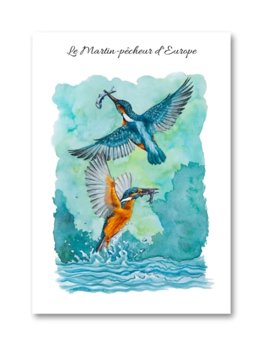 dessin Le Martin-pêcheur d'Europe en aquarelle