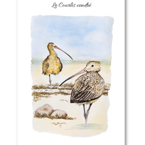 dessin Le Courlis cendré en aquarelle