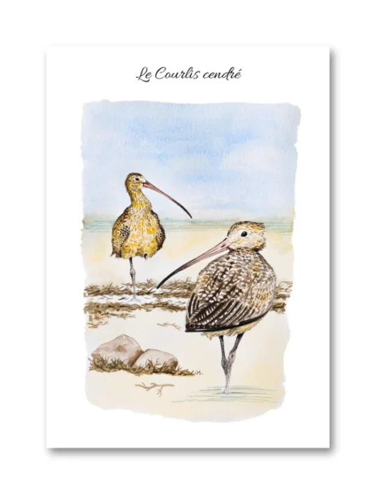 dessin Le Courlis cendré en aquarelle