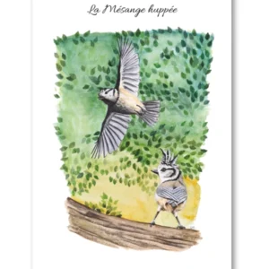 dessin La Mésange huppée en aquarelle