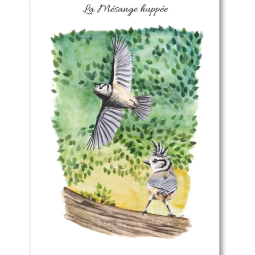 dessin La Mésange huppée en aquarelle