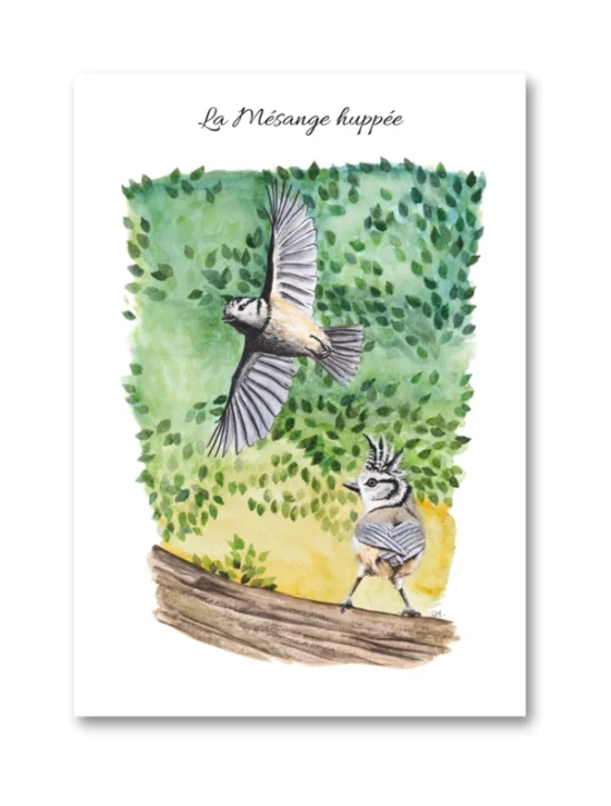 dessin La Mésange huppée en aquarelle