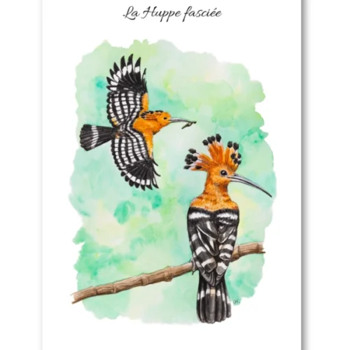 dessin La Huppe fasciée en aquarelle