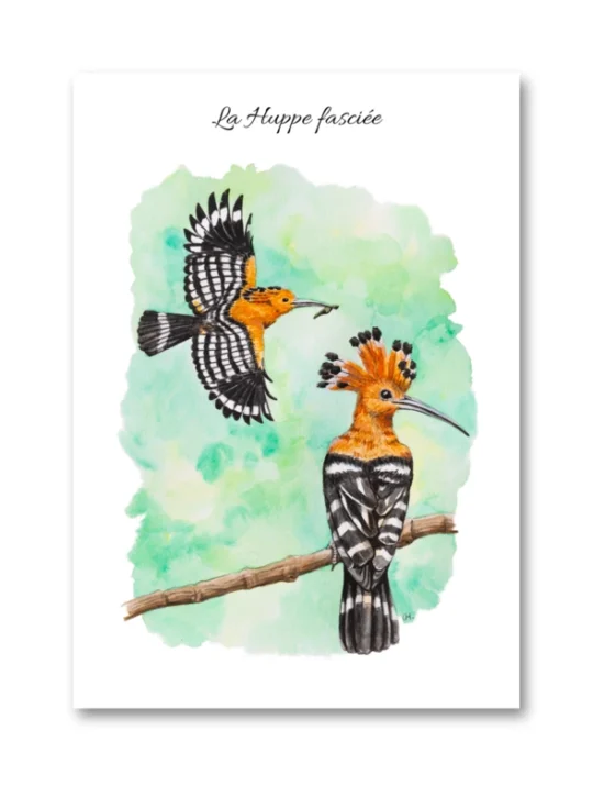 dessin La Huppe fasciée en aquarelle