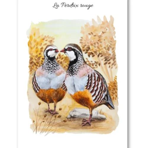 dessin La Perdrix rouge en aquarelle