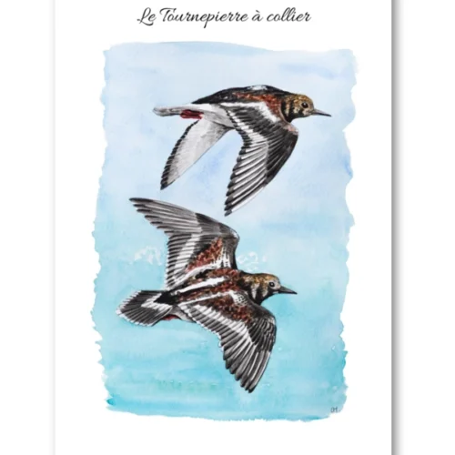dessin Le Tournepierre à collier en aquarelle