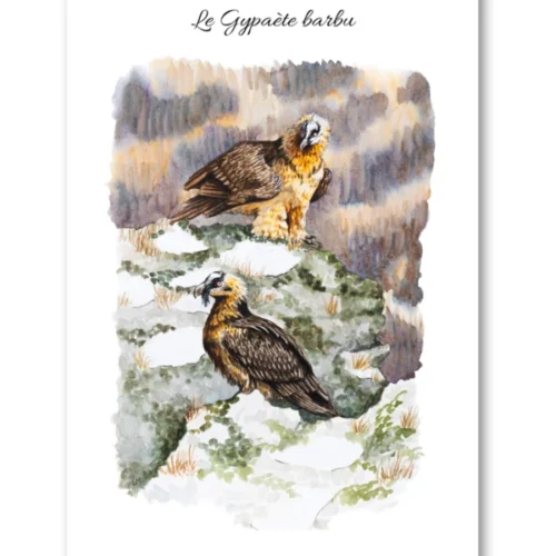 dessin Le Gypaète barbu en aquarelle