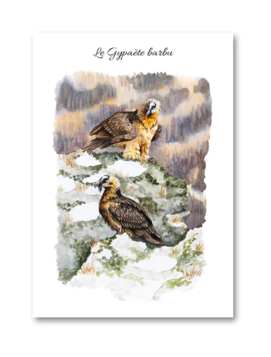 dessin Le Gypaète barbu en aquarelle
