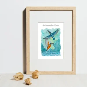 Oiseaux de France
