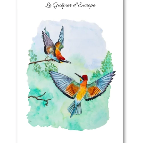 dessin Le Guêpier d'Europe en aquarelle