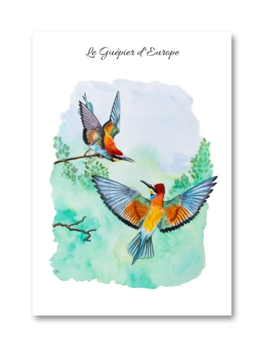 dessin Le Guêpier d'Europe en aquarelle