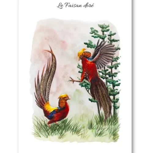 dessin Le Faisan doré en aquarelle