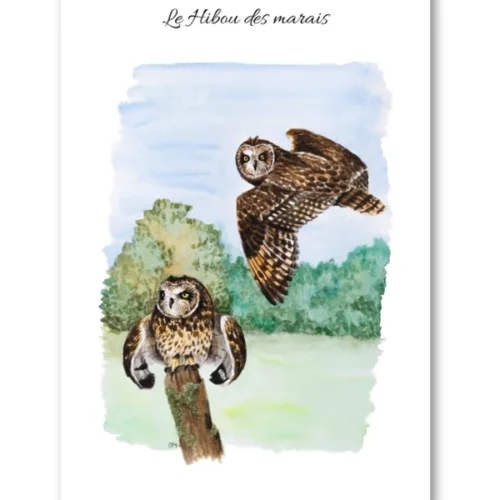 dessin Le Hibou des marais en aquarelle