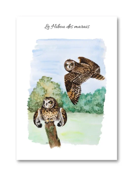 dessin Le Hibou des marais en aquarelle
