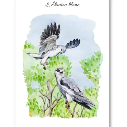 dessin L'Elanion blanc en aquarelle