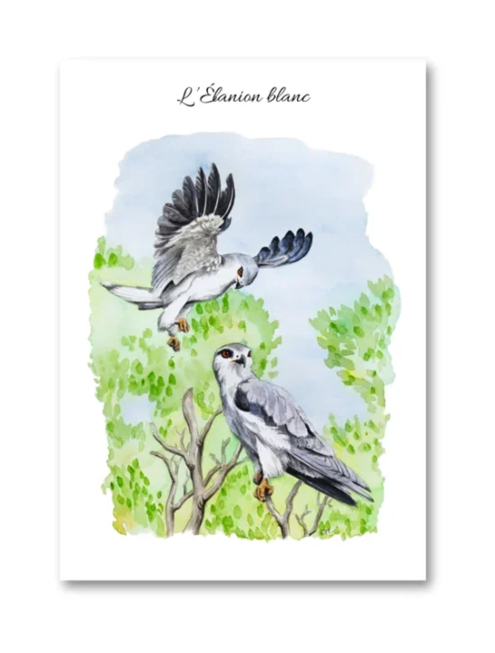 dessin L'Elanion blanc en aquarelle