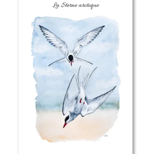 dessin La Sterne arctique en aquarelle