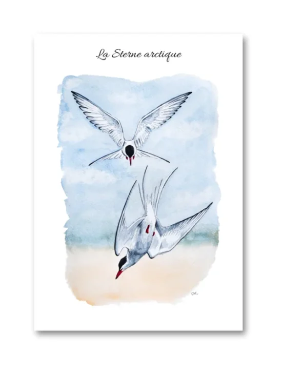 dessin La Sterne arctique en aquarelle