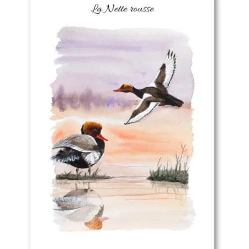 dessin La Nette rousse en aquarelle