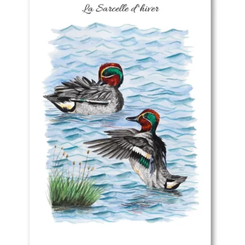 dessin La Sarcelle d'hiver en aquarelle