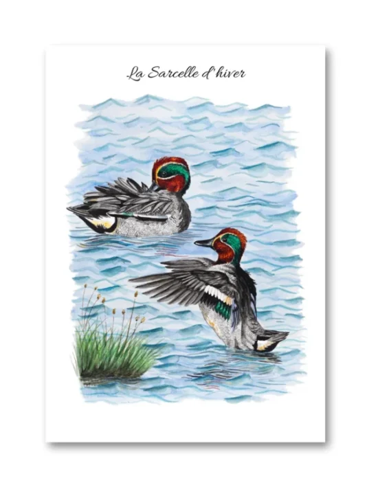 dessin La Sarcelle d'hiver en aquarelle