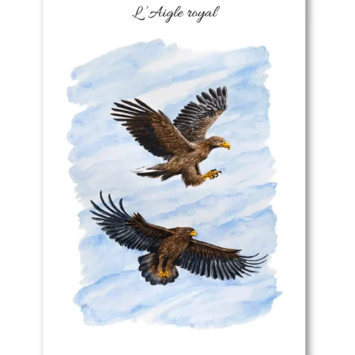 dessin L'Aigle royal en aquarelle