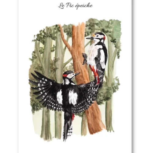 dessin Le Pic épeiche en aquarelle