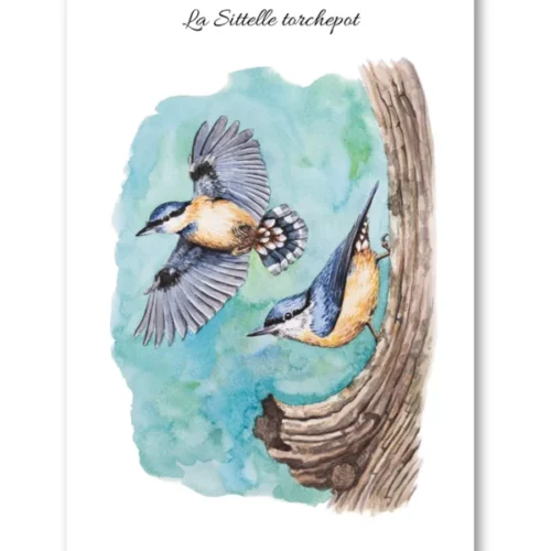 dessin La Sittelle torchepot en aquarelle