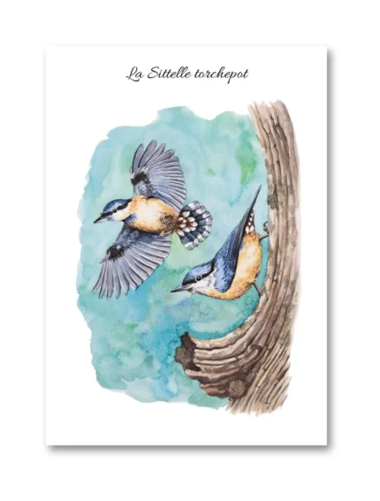 dessin La Sittelle torchepot en aquarelle