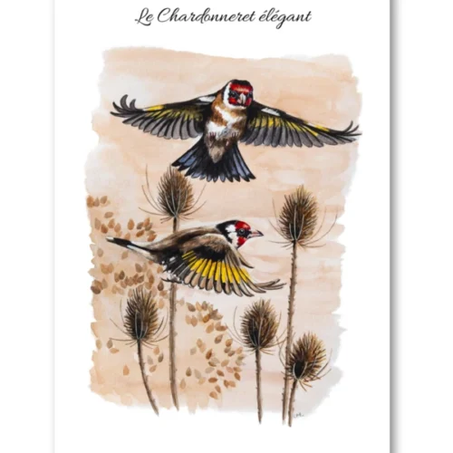 dessin Le Chardonneret élégant en aquarelle