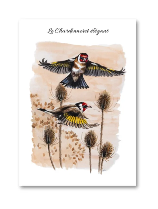 dessin Le Chardonneret élégant en aquarelle