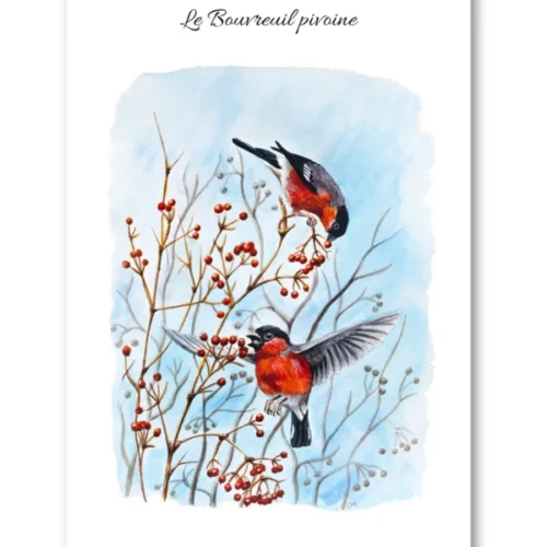 dessin Le Bouvreuil pivoine en aquarelle