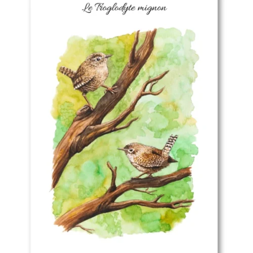 dessin Le Troglodyte mignon en aquarelle